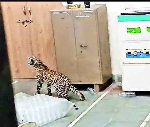Leopard enters lab, creates scare