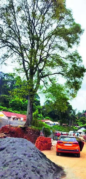 Heritage body urges rlys to conserve old tree at Coonoor station