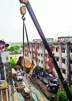 Bull appears on top of building, brought down with crane’s help