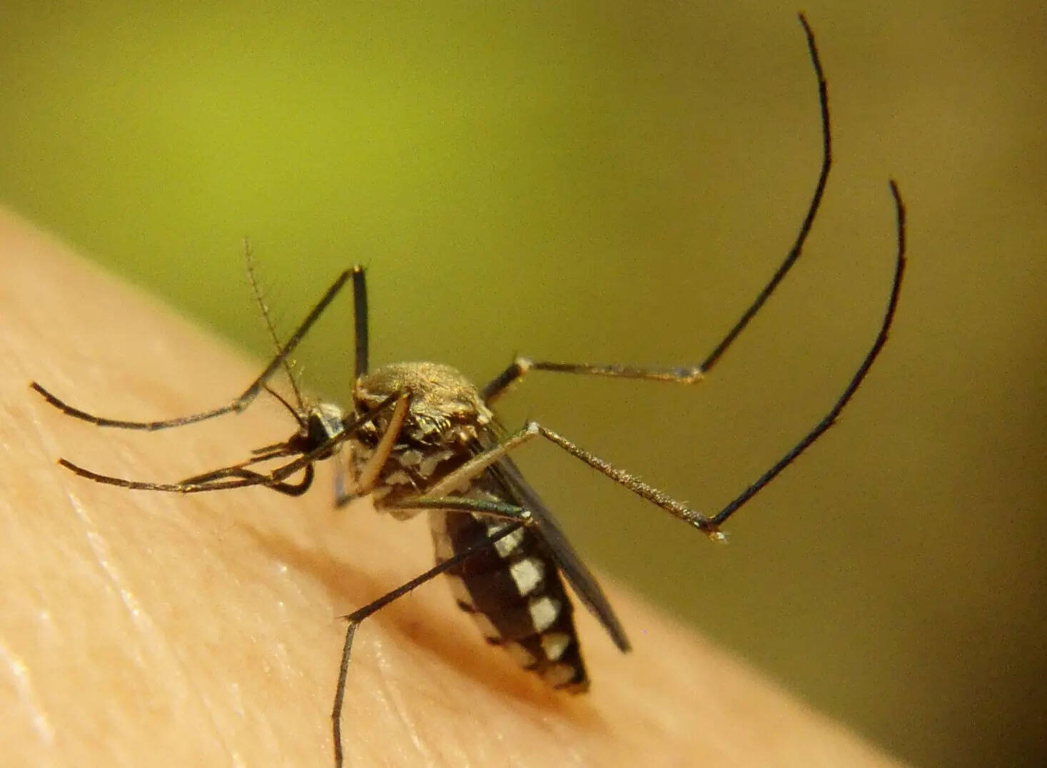 Hosps prep for sudden spurt as dengue cases start rising