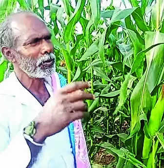 This Koppal farmer has achieved record maize yield