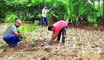 Activists using Japanese method of forestation on Ganga banks in Kashi