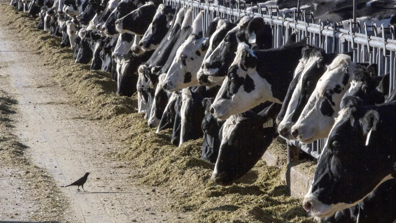 Bird flu detected in Oklahoma dairy herd, highlighting larger US outbreak