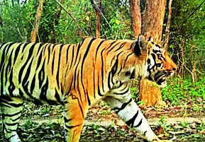 MP to send 2 tigresses, one tiger to Debrigarh