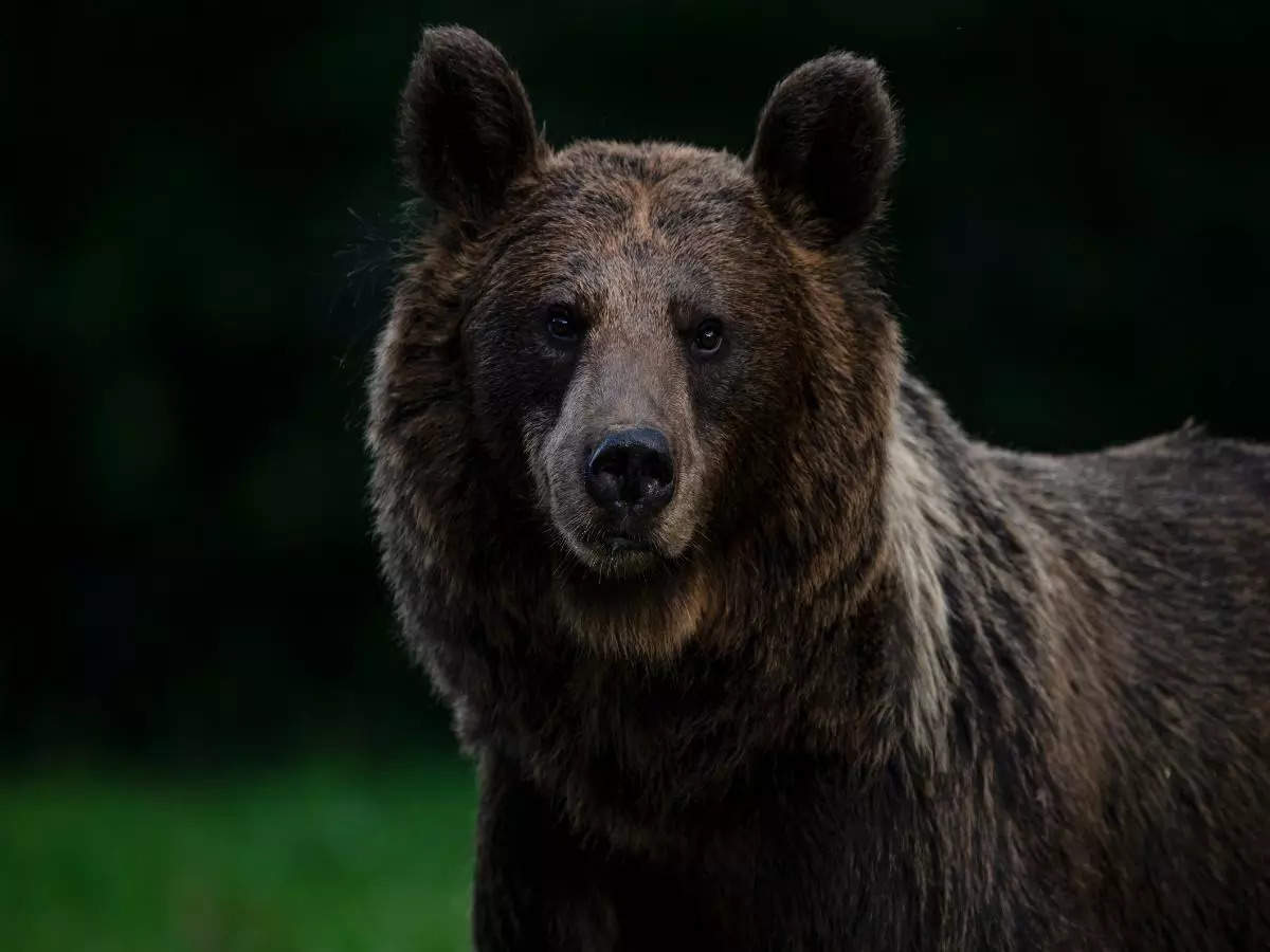 Romania Parliament approves culling of over 500 bears following tragic death of a hiker