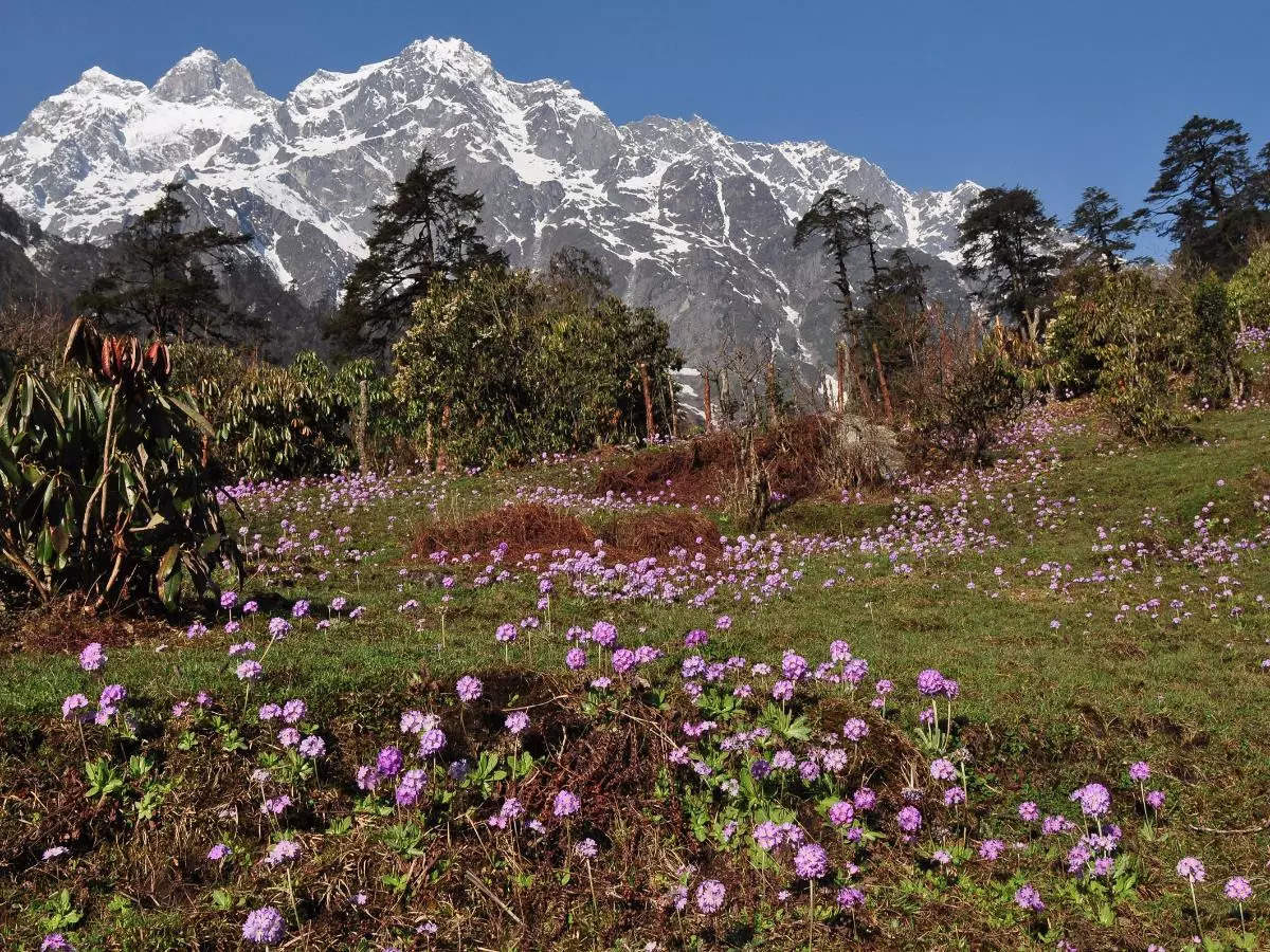 Exploring Yumthang Valley: A lesser-known heaven in Sikkim