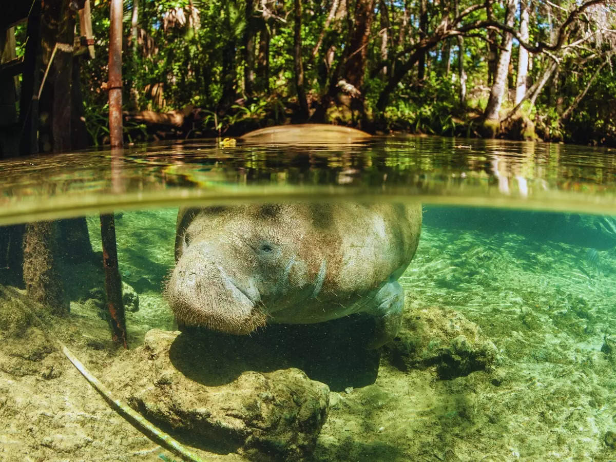 Florida: Kayaking with manatees in Crystal River