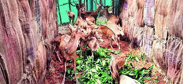 12 deer translocated to Debrigarh