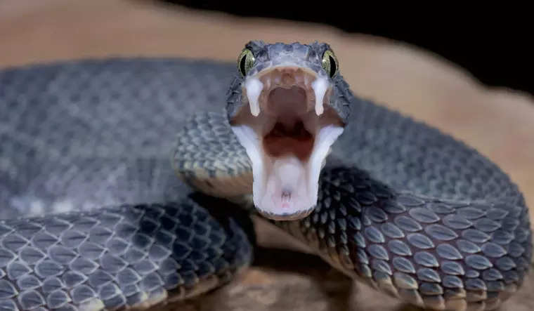 Breakthrough: Common blood thinner can be affordable antidote for cobra venom