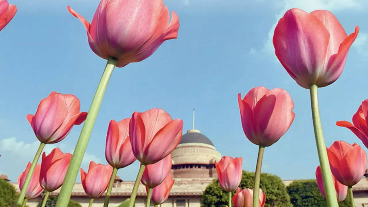 Delhi is no Holland, so what explains this obsession for tulips?