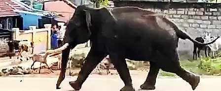 Elephant creates havoc in Bagodar