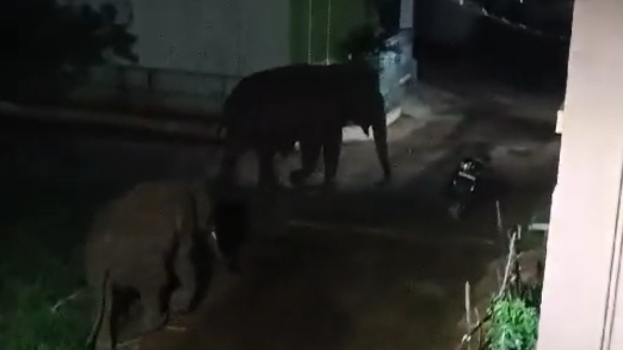 Mother elephant and calf stray and attack residents in Coimbatore