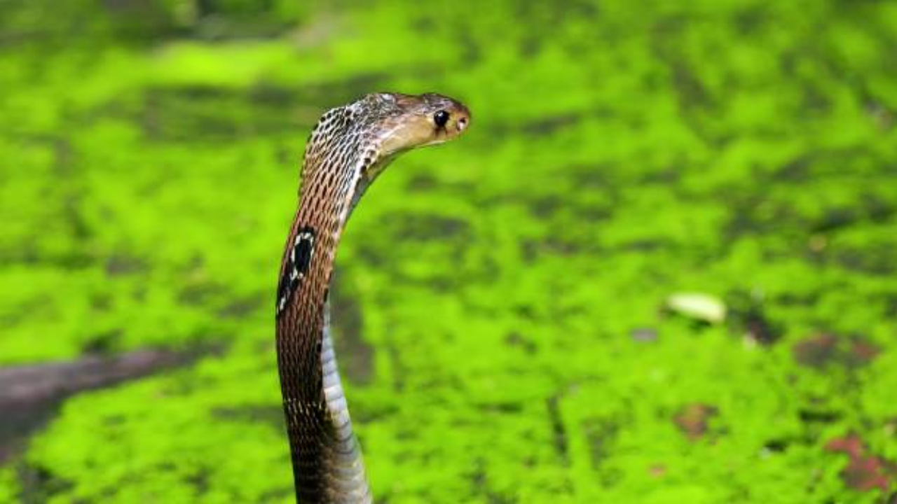 Common blood thinner can neutralize deadly cobra venom