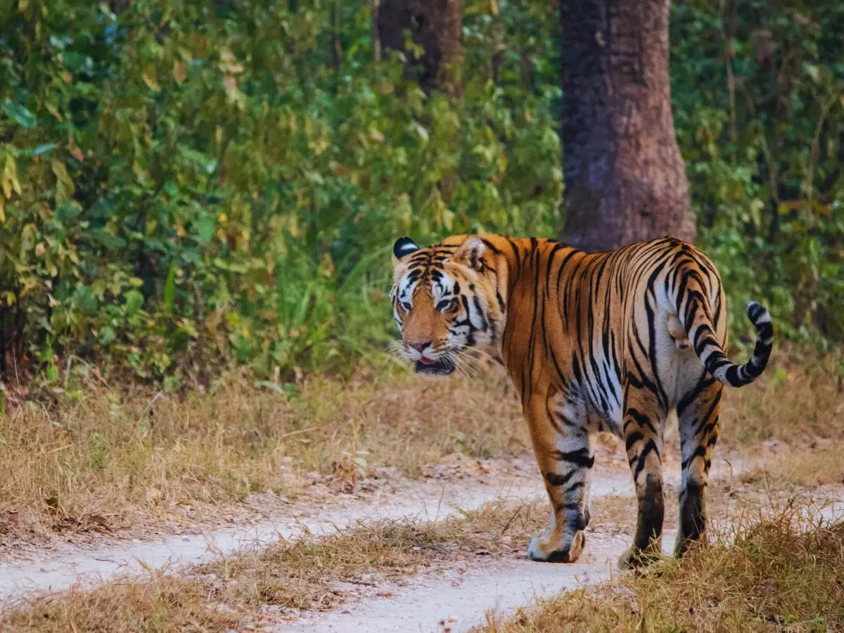 Bor Tiger Reserve: A look inside India’s smallest tiger reserve