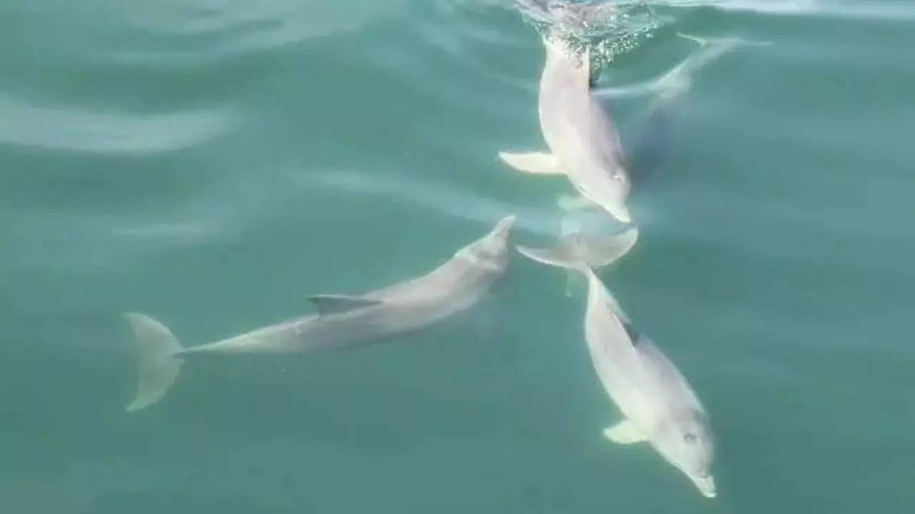 Wave a hello: Gujarat's dolphin count jumps 200% in two years