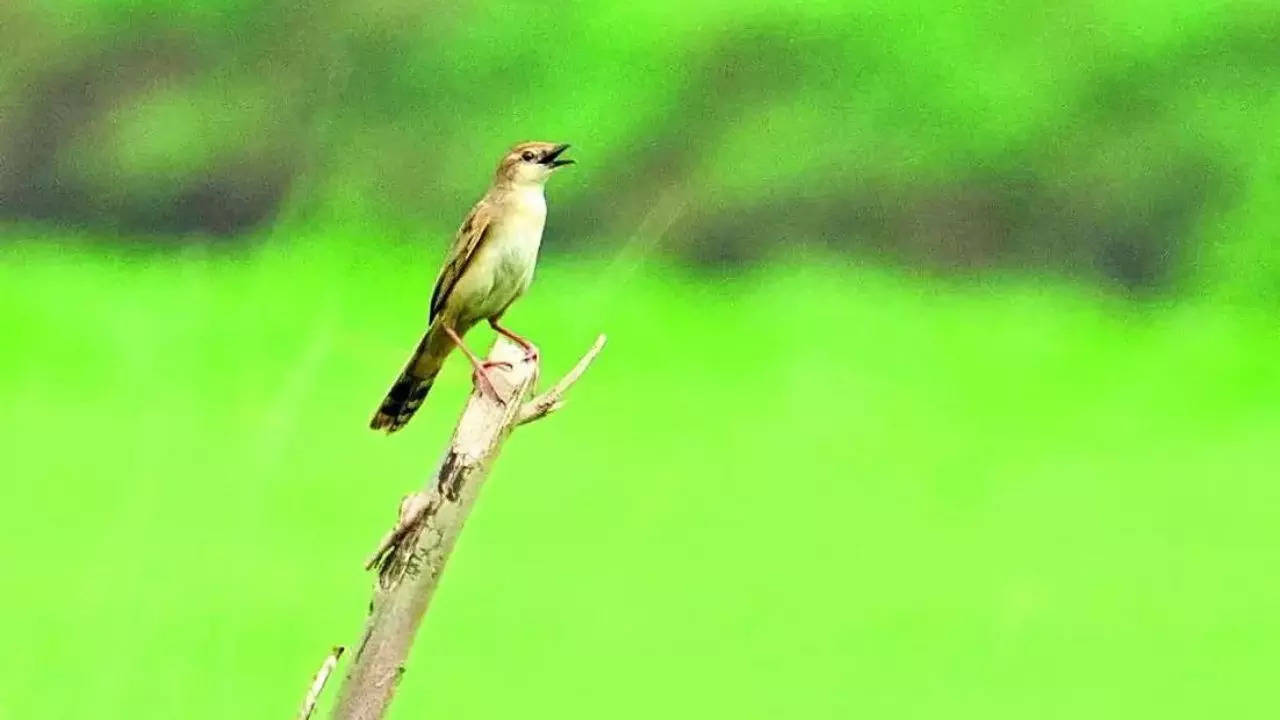Hard to spot but sighted twice: Elusive grassbird ‘at home’ in Sarus habitat