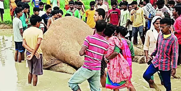 Adult female elephant found dead in Chakulia forest