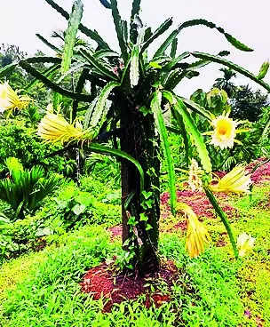 Dragon fruit cultivation on the rise along coastal areas