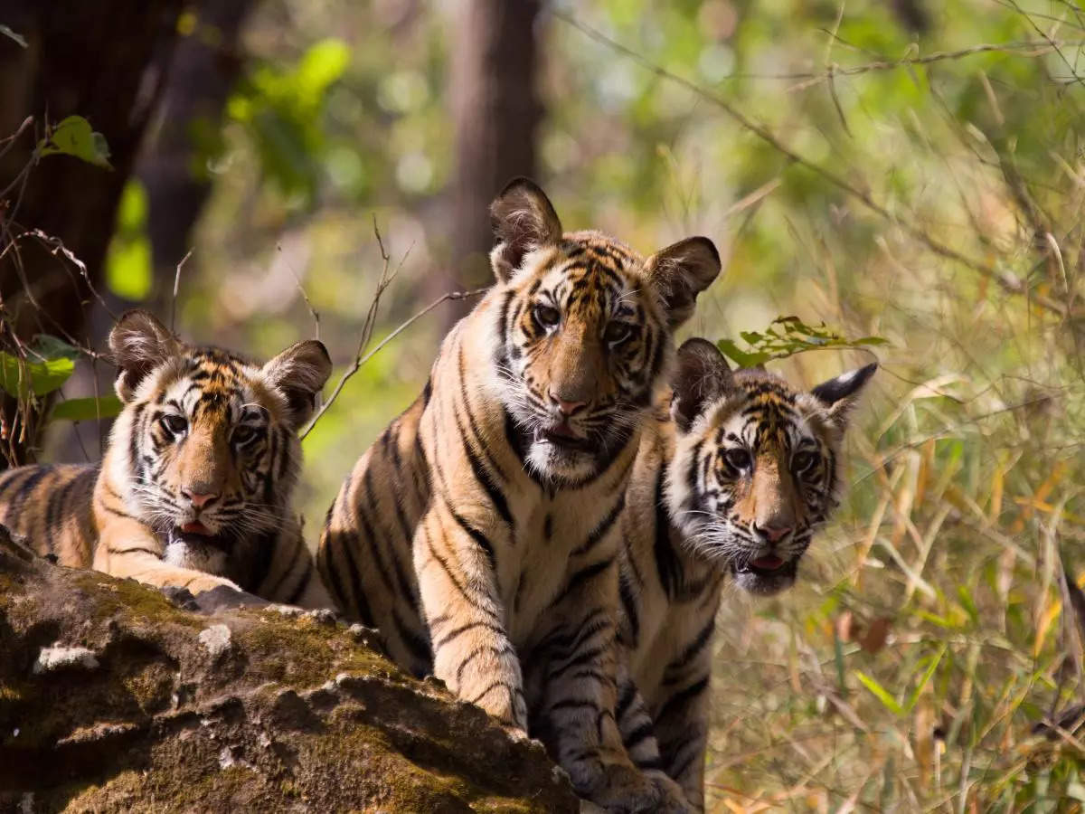 Exploring India’s tiger reserves: A state-wise guide