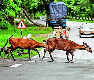 Traffic restrictions on NH-715 in Kaziranga eased as floods recede