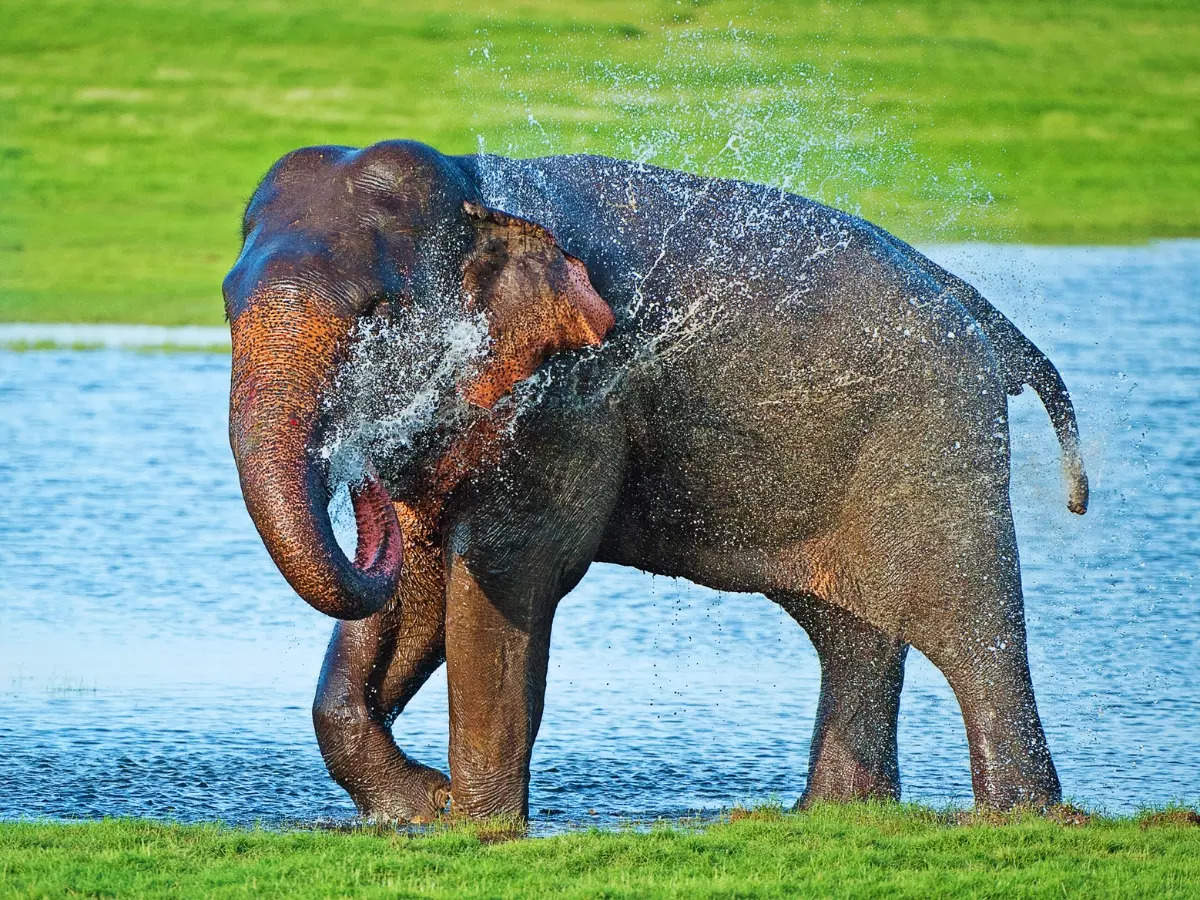 Sri Lanka: What is ‘The Gathering’ at Minneriya National Park all about?