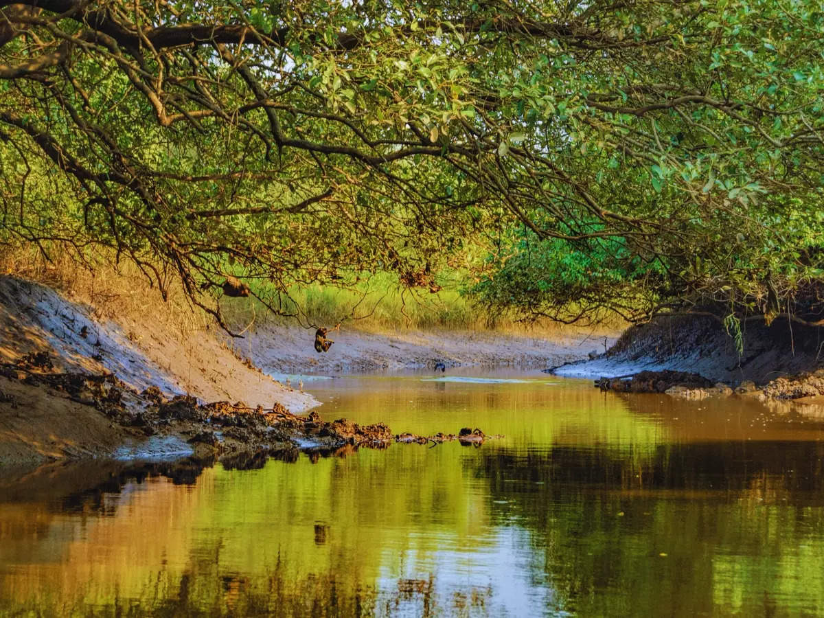 Goa in monsoon: A guide to a perfect day in Salim Ali Bird Sanctuary