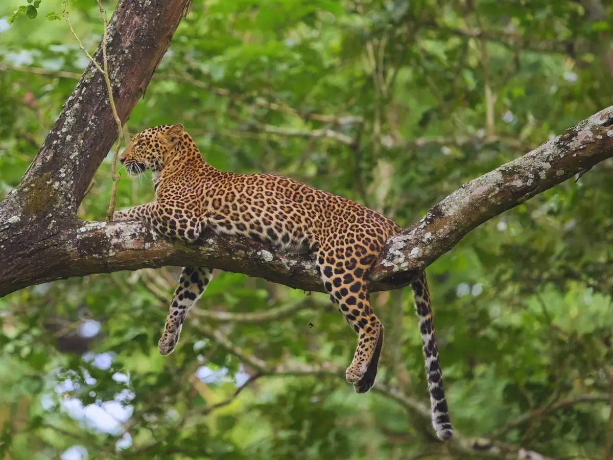 Wild Karnataka: Exploring Kabini, a premier safari destination