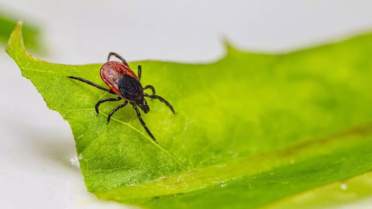 5 rapidly-spreading tick-borne illnesses in Canada; symptoms and prevention tips