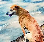 Stray dog menace is on the rise in Hubballi city