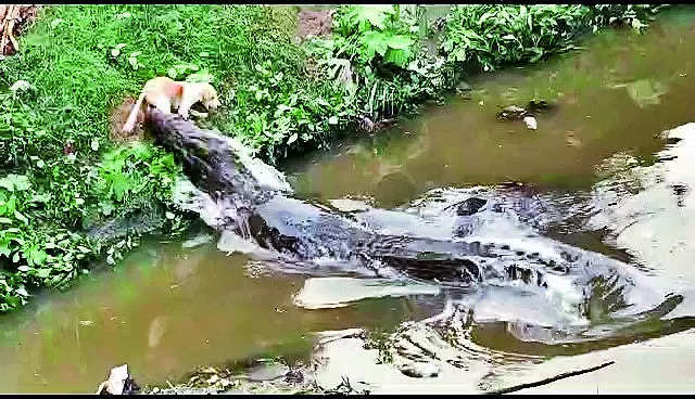 Giant crocodile hunts dog on bank of Vishwamitri, video goes viral