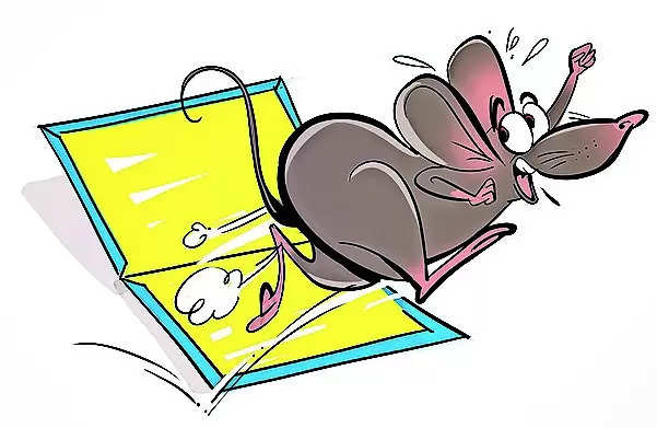 Jamnagar bans glue traps for rats