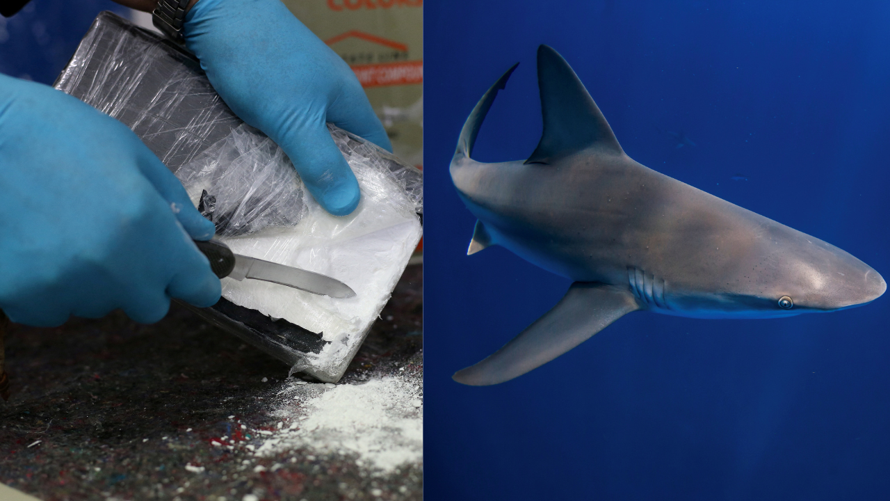 Cocaine sharks: Brazilian study shows marine predators 'high' on drug