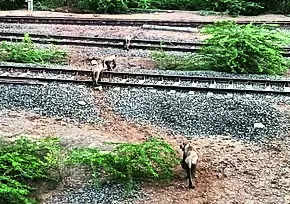 Railways to reduce speed of trains near lion habitat