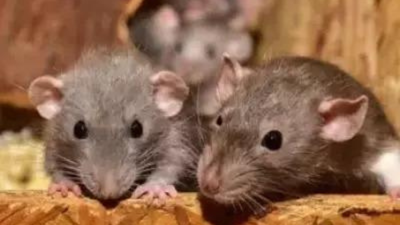 Hantavirus in US: Deadly rat disease kills four; health officials on alert