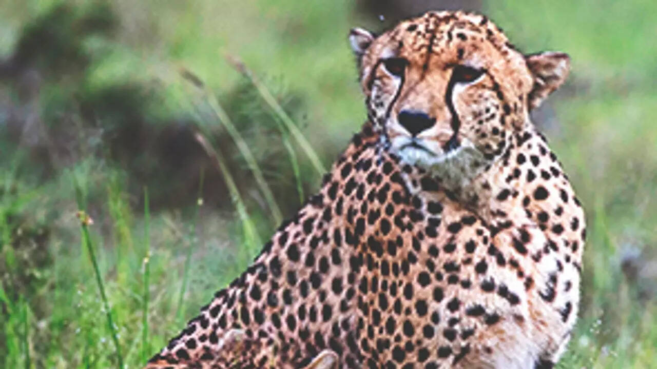 Madhya Pradesh cites national security, junks RTI plea on cheetahs