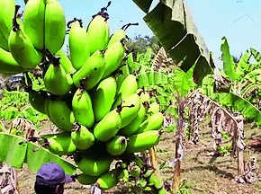 After fall, Nanjangud Rasabale cultivation sees revival