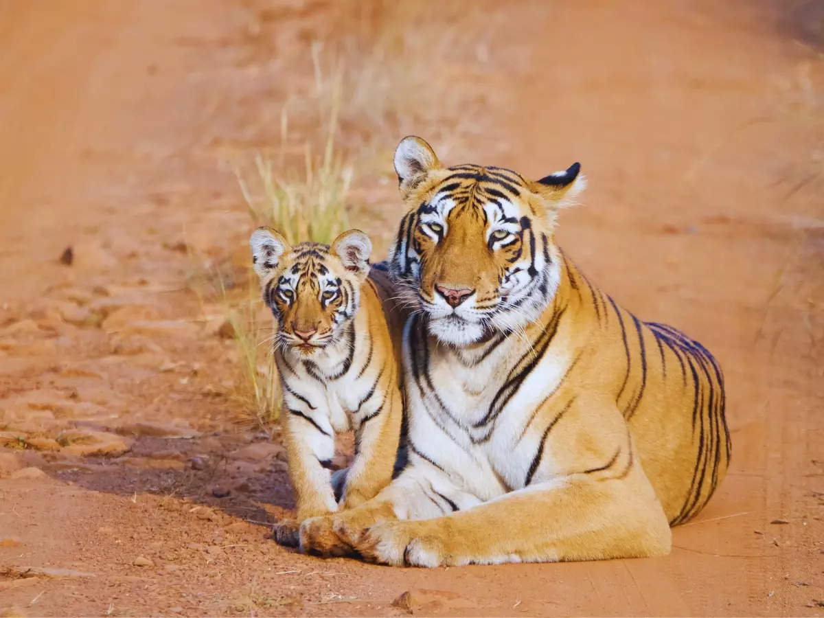 National parks best known for wildlife conservation in India