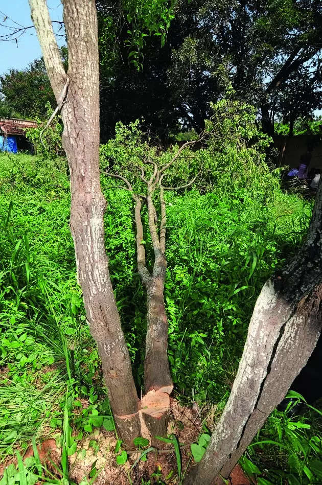 Malnad region sees a decline in sandalwood cultivation