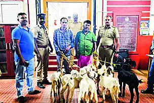 Three mutton stall owners arrested for stealing goats roaming on roads