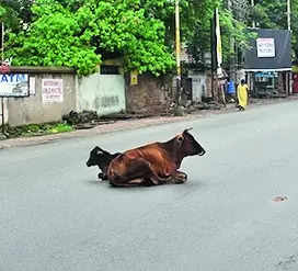 Cattle wandering on streets to be seized to tackle traffic snarls