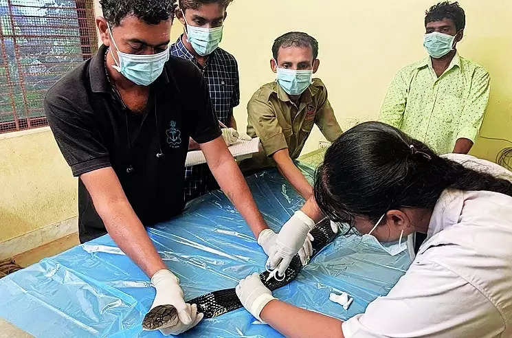 Pilikula Bio Park starts implanting microchip in king cobras