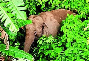 Flood-swept female elephant causes panic in Nilachal Hills