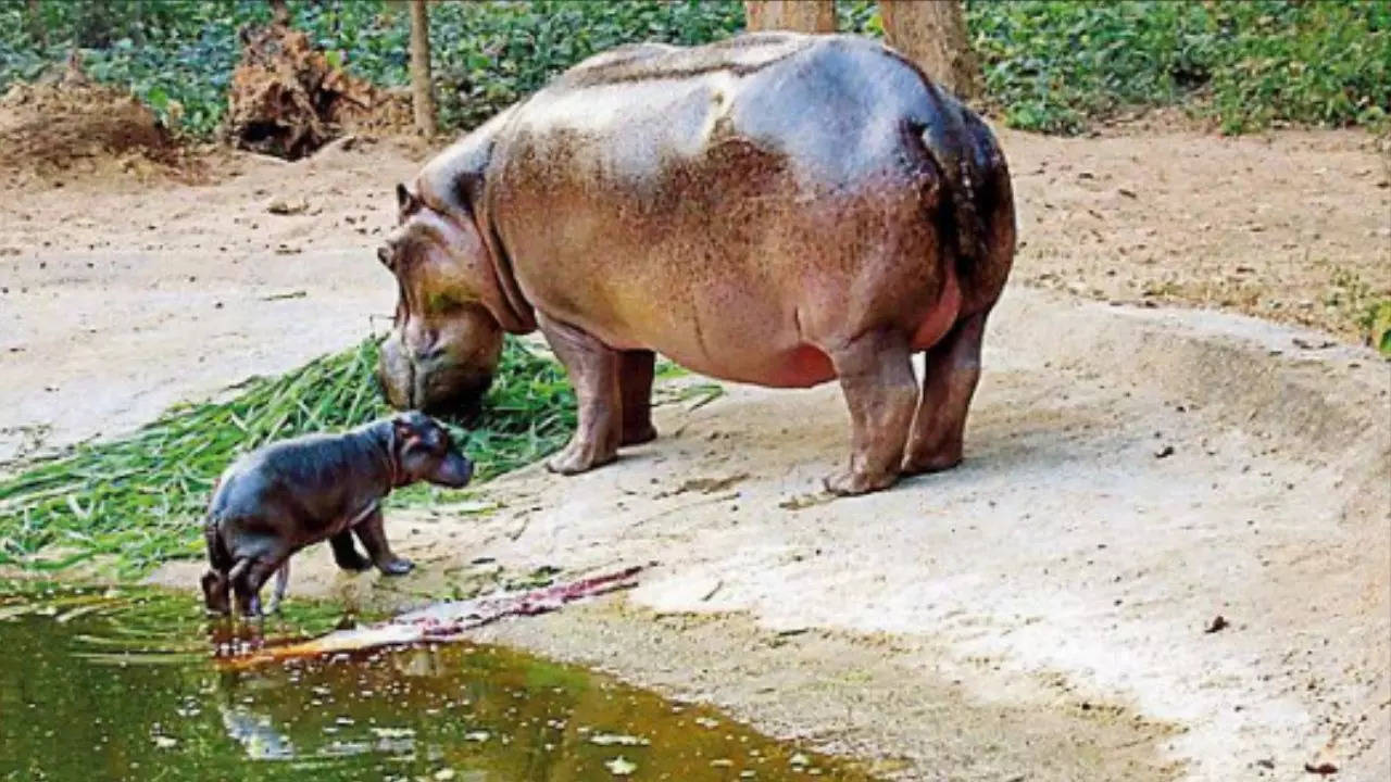 Attacked by hippo, Birsa zoo keeper succumbs to injuries