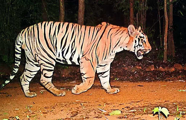Lack of mates may be driving away lonely tigers from state