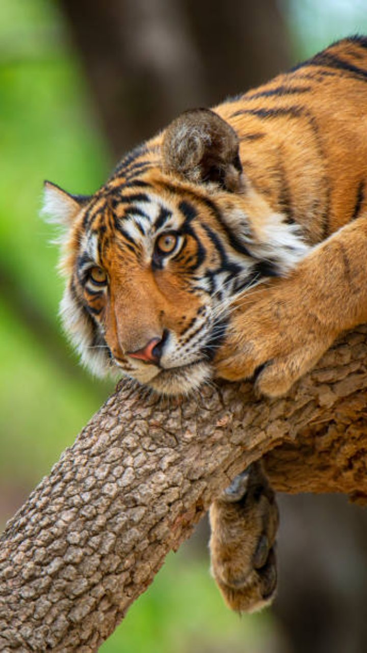 ​World Tiger Day 2024: 10 interesting things about terrific tigers kids must know​