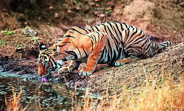 Project Tiger set to displace 5.5L forest dwellers: Report