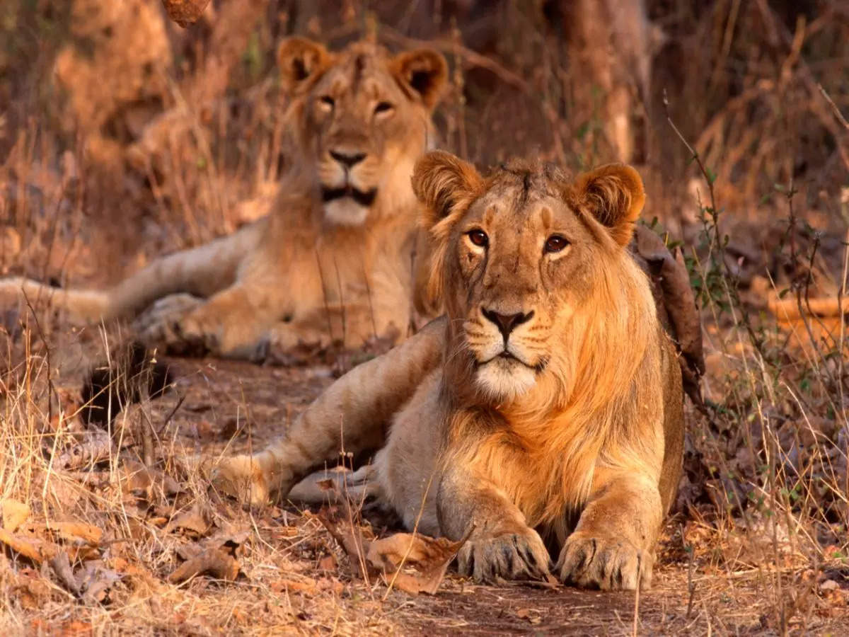 Lion-leopard safari park in Gujarat: The next big destination for wildlife lovers