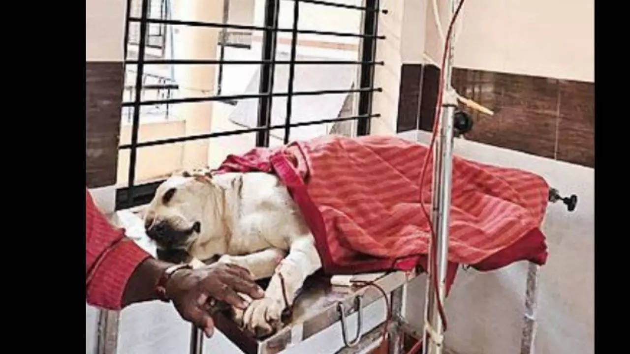 Karnataka: Ailing labrador in Koppal gets blood from dobermann