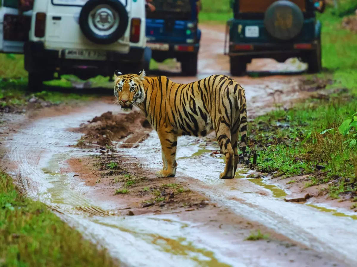 What's the difference between National Park, Tiger Reserve, Wildlife Sanctuary and Biosphere Reserve?