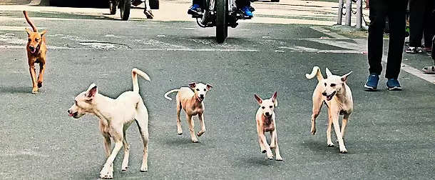 MCC facing challenges in sterilising stray dogs